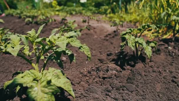 布什年轻开花番茄生长在花园里 — 图库视频影像