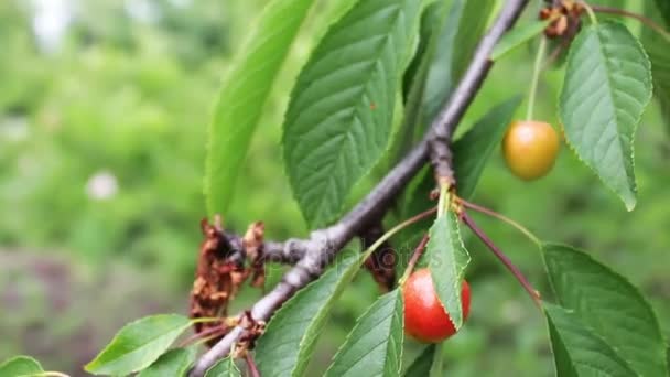 Незрелые ягоды все еще зеленые вишни на дереве — стоковое видео