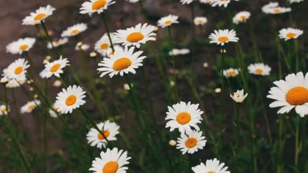 Luksusowy kwitnący kwiat stokrotki w letnim ogrodzie — Wideo stockowe