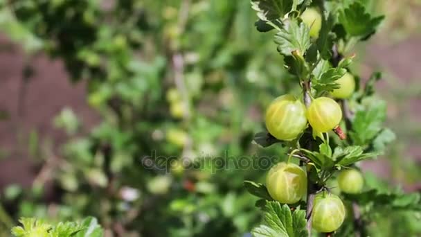 Unripe berries are still green cherries on tree — Stock Video