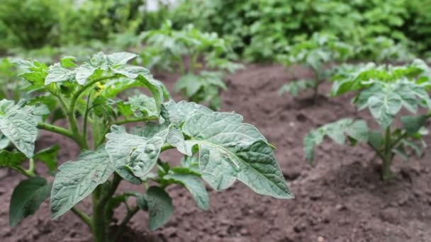 Un arbusto de tomate floreciente joven crece en el jardín — Vídeo de stock