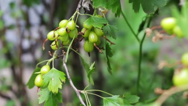 Gröna Berberis växer på gren i trädgården — Stockvideo