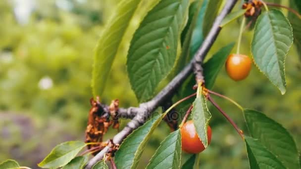 Hala yeşil kiraz ağacı üzerinde olgunlaşmamış meyveleri vardır — Stok video