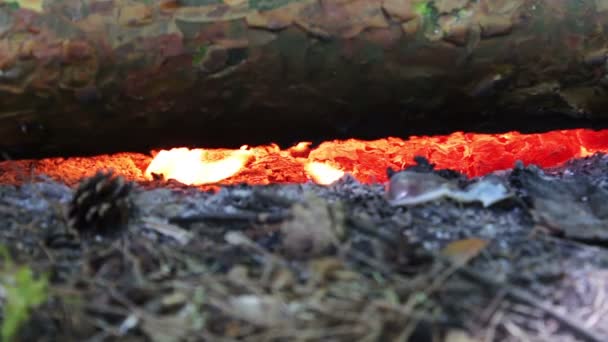 Huge burning firewood or logs lie on the green and burn in the flames of fire in open air — Stock Video