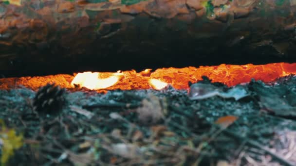 Крупним планом величезні палаючі дрова або колоди лежать на зеленому і горять у полум'ї вогню на відкритому повітрі — стокове відео