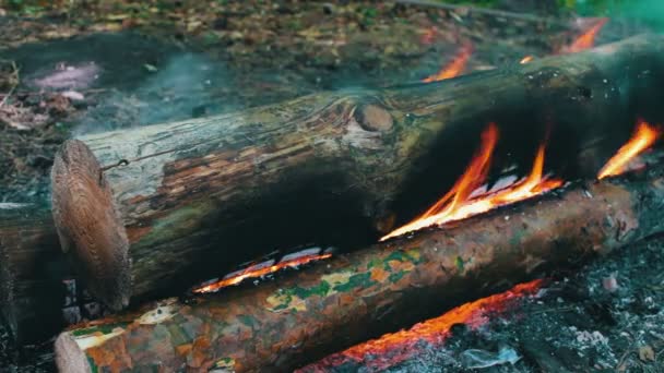 Blick auf die brennenden Baumstämme, die die Flammen umhüllen. Lagerfeuer in der Natur, Tourismus und Überleben — Stockvideo