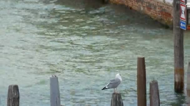 De meeuw zit op houten paal op de canal Grande, het beroemde Venetiaanse kanaal — Stockvideo