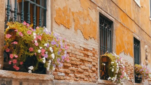 VENICE, ITALY, 7 СЕНТЯБРЯ 2017: так называемая венецианская или итальянская архитектура, красивые винтажные стеклянные окна с зелеными ставнями и красной кирпичной стеной и кудрявым зеленым растением на стене — стоковое видео
