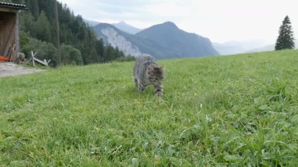 Симпатичная полосатая кошка играет и веселится в зеленой траве на фоне живописной австрийской ванны. — стоковое видео