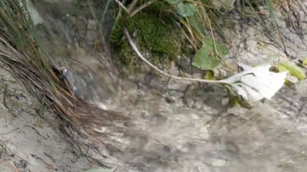 Gros plan de la rivière en forêt, détail de l'écoulement de l'eau. Pur ruisseau de montagne avec de l'eau claire coule à travers un espace vert — Video