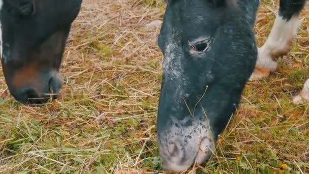 Vackra svarta och vita hästar betar på en pittoresk grön österrikiska gräsmatta på nära håll se — Stockvideo