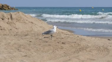 Büyük güzel beyaz martı masmavi bir deniz kıyısında kumların üzerinden yürür.