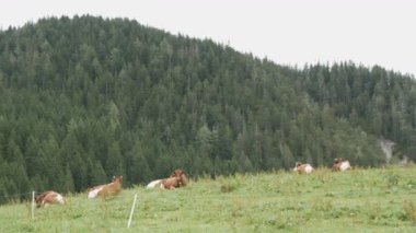 Kırmızı-beyaz inekler dağlık bir alanda otlatmak. İnekler otlatma ile kırsal hava görünümünü. Tarım arka plan.