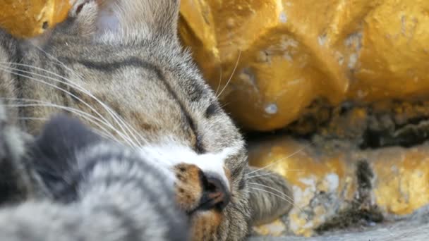 Hermoso gato tabby duerme debajo de una estatua de un buda dorado en la colina de los grandes budas en Pattaya, Tailandia, vista de cerca — Vídeo de stock