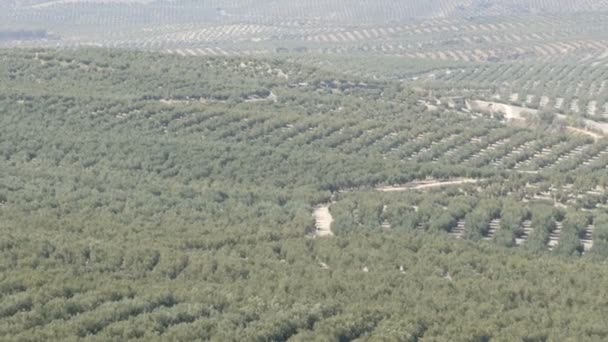 Оливковые плантации в Испании. Под солнцем растет много оливковых деревьев. Оливковые деревья на закате — стоковое видео