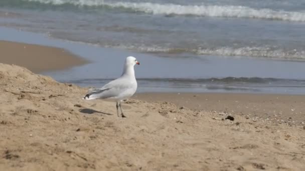 Burung camar putih besar yang indah berjalan di tepi laut biru yang cerah di atas pasir — Stok Video