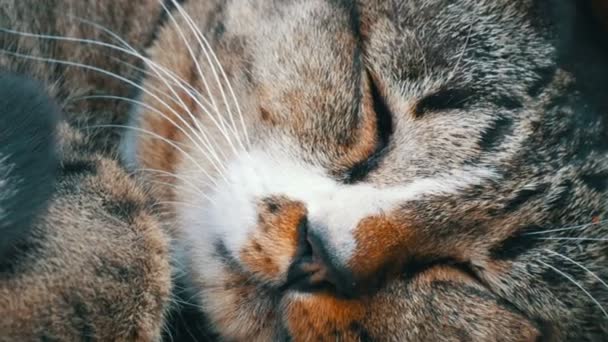 Hermoso gato tabby duerme debajo de una estatua de un buda dorado en la colina de los grandes budas en Pattaya, Tailandia, vista de cerca — Vídeo de stock