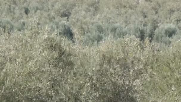 Plantaciones de olivos en España. Muchos olivos crecen bajo el sol. Olivos al atardecer — Vídeos de Stock