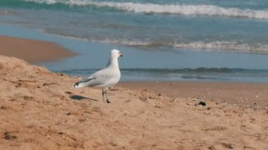 Kum üzerinde açık mavi deniz kıyısında büyük güzel beyaz martı yürür