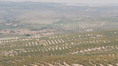 Kuru İspanyolca topraklarında yetişen büyük zeytinlik Üstten Görünüm