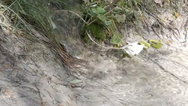 Corriente de montaña pura con flujos de agua clara a través de una zona verde. flujo rápido de agua de montaña vista de cerca — Vídeos de Stock