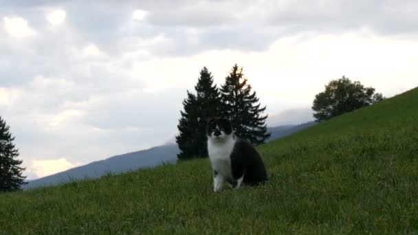 Niedliche schwarz-weiße Katzen spielen und haben Spaß im grünen Gras vor der Kulisse eines malerischen österreichischen Bergtals — Stockvideo