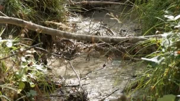 Pure mountain stream with clear water flows through a green area.Fast flow of mountain water close up view — Stock Video