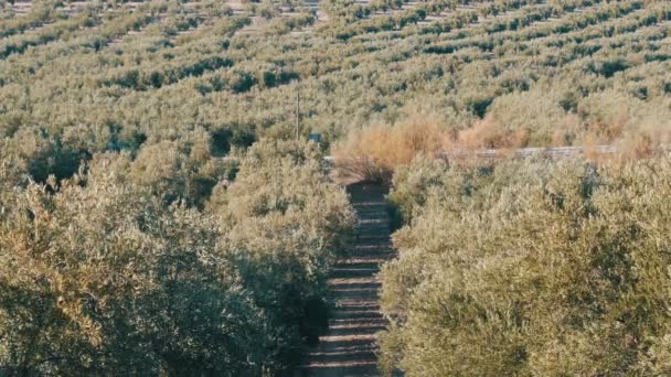 Fileiras de oliveiras na terra seca em Espanha — Vídeo de Stock