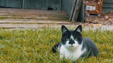 Sevimli çizgili kediler oynamak ve eğlenmek bir güzel dağlık Avusturyalı Vadisi'nin zemin karşı yeşil çim