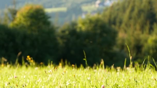 Storslagen fjällmiljö i österrikiska Alperna, utsikt över ängen med frodiga gröna gräset — Stockvideo