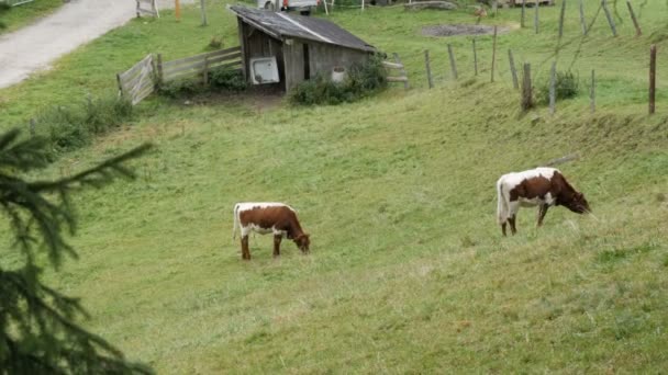 Rood-witte koeien grazen in een bergachtig gebied. Luchtfoto van het platteland met grazende koeien. Agrarische achtergrond. — Stockvideo