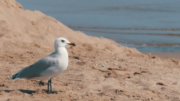Чайка ходит по песку на берегу моря с волнами — стоковое видео