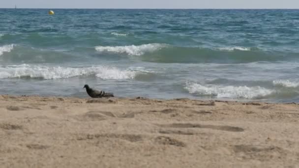 Vackra blå vågor och spa sand i sommar — Stockvideo