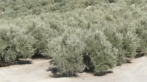 Rangées d'oliviers sur la terre ferme en Espagne — Video