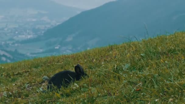 Schattige fluffy zwarte konijn kauwt gras op de achtergrond van de pittoreske vallei van de Oostenrijkse — Stockvideo