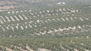 Zeytin plantasyonları İspanya. Pek çok zeytin ağaçları güneşin altında büyür. Günbatımı zeytin ağaçları