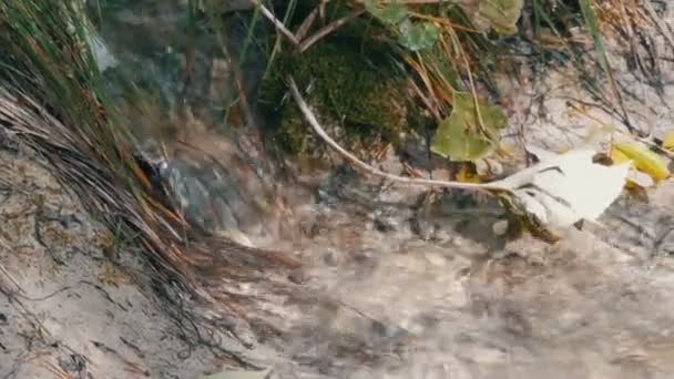 Corriente de montaña pura con agua clara fluye a través de una zona verde . — Vídeos de Stock