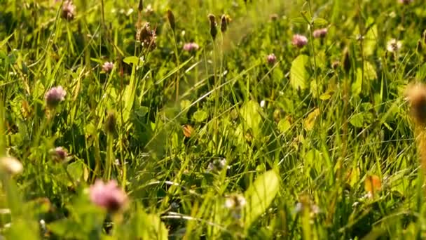 Prachtige berglandschap van de Oostenrijkse Alpen, uitzicht op de weide met weelderige groen gras — Stockvideo