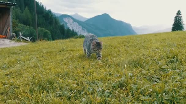 Sød stribet katte lege og have det sjovt i det grønne græs på baggrund af en malerisk bjergrige østrigske dal – Stock-video