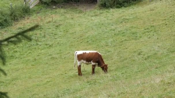 Красно-белые коровы пасутся в горной местности. Вид с воздуха на сельскую местность с выпасом коров. Сельское хозяйство . — стоковое видео