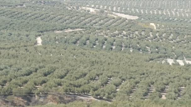 De plantages van de olijf in Spanje. Vele olijfbomen groeien onder de zon. Olijfbomen in de zonsondergang — Stockvideo