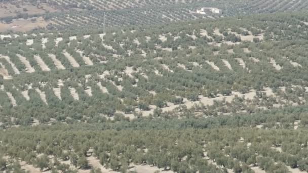 Olive plantations in Spain. Many olive trees grow under the sun. Olive trees in sunset — Stock Video