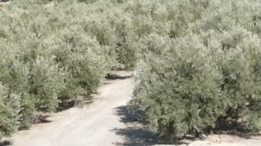 İspanya kuru karada zeytin ağaçlarının satırları
