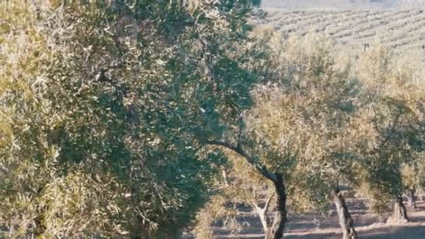 Filas de olivos en tierra firme en España — Vídeo de stock