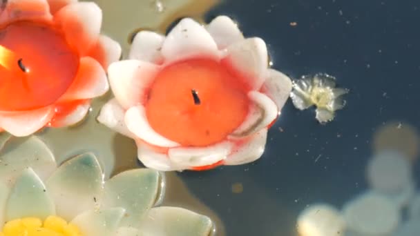 Красиві воскові свічки у вигляді квітів лотоса, що горять і вимерли, плаваючи на воді, крупним планом — стокове відео