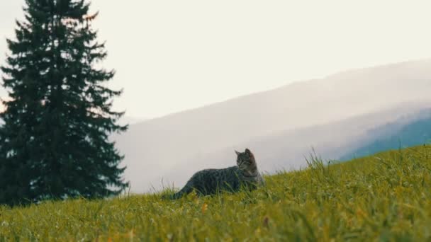 可爱的条纹猫玩, 并在绿色的草地上的乐趣, 在风景如画的奥地利山谷的背景下 — 图库视频影像