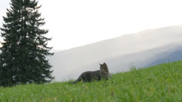 Söt randig katt spela och ha kul i det gröna gräset mot bakgrund av en pittoresk bergiga österrikiska dal — Stockvideo