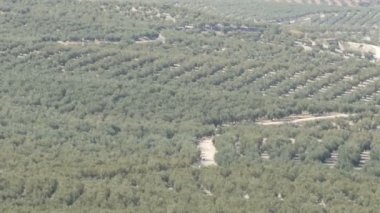 Kuru İspanyolca topraklarında yetişen büyük zeytinlik Üstten Görünüm