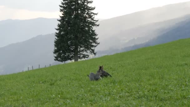 Niedliche gestreifte Katzen spielen und haben Spaß im grünen Gras vor der Kulisse eines malerischen österreichischen Bergtals — Stockvideo