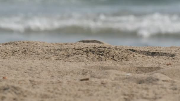 Sárga homok, háttérben a kék hullámok a Földközi-tenger — Stock videók